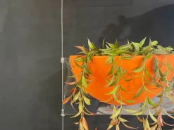 Libreria Fioriera sospesa stile design di Emporium scontata del 50%